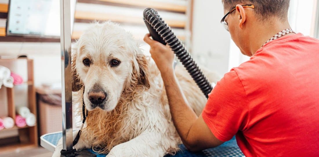 A golden retriever being blow dried at home