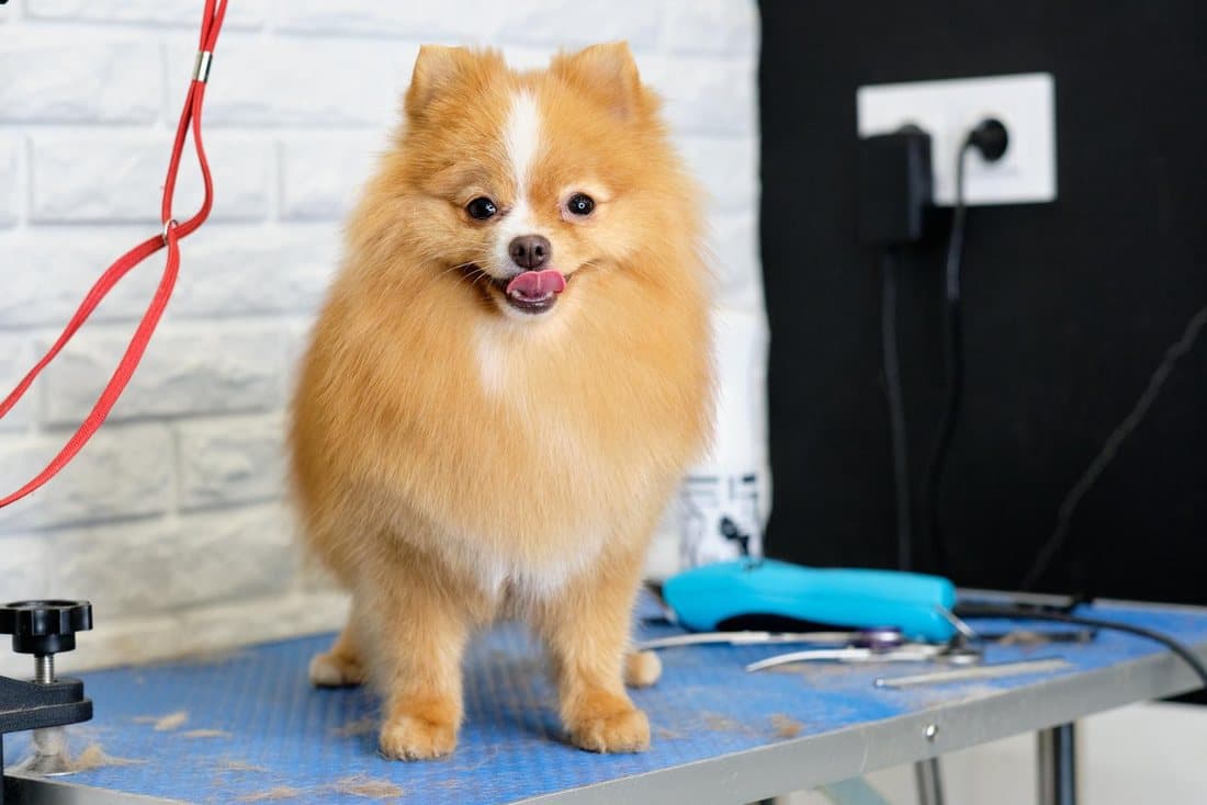 A Pomeranian on the grooming table mid-session