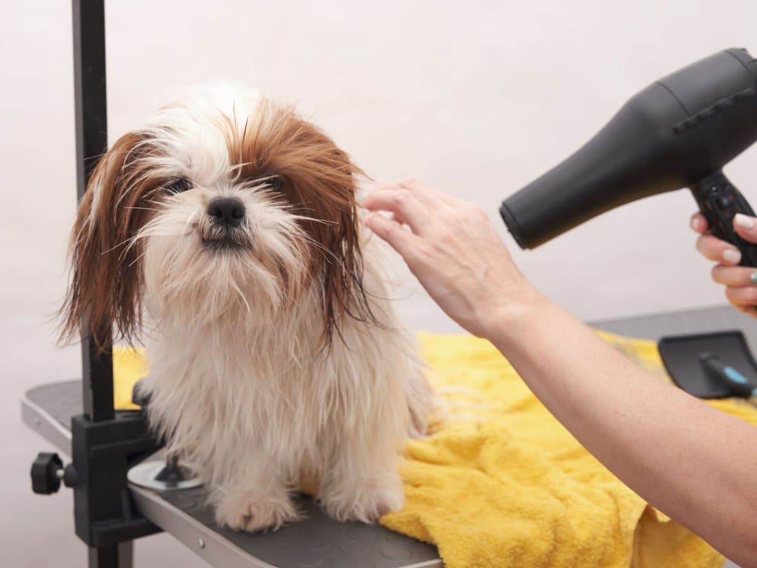 A Shih Tzu being blow dried with a hair dryer at home