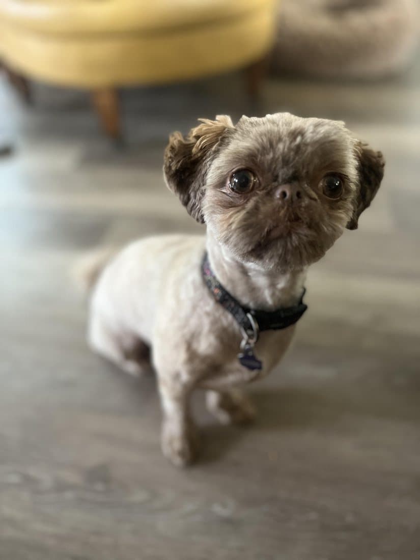 A Shih Tzu showing off a fresh haircut